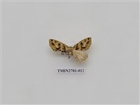 藏品(尺蛾246)的圖片